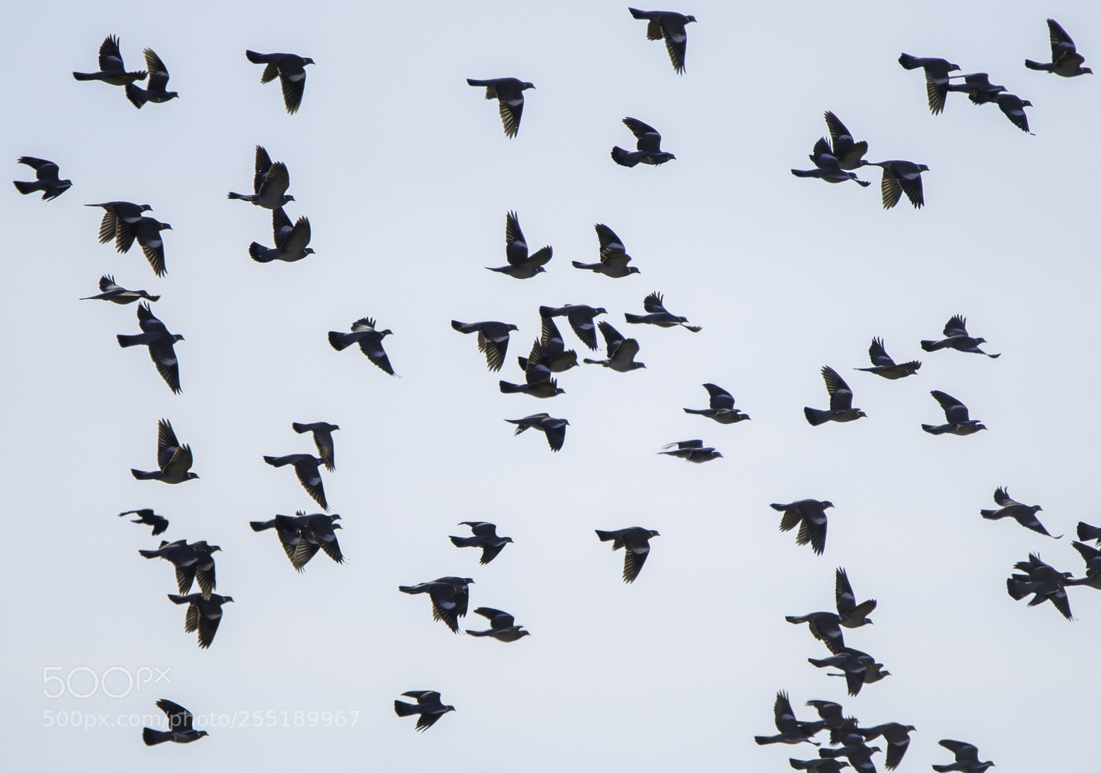 Nikon D5300 sample photo. Birds o photography