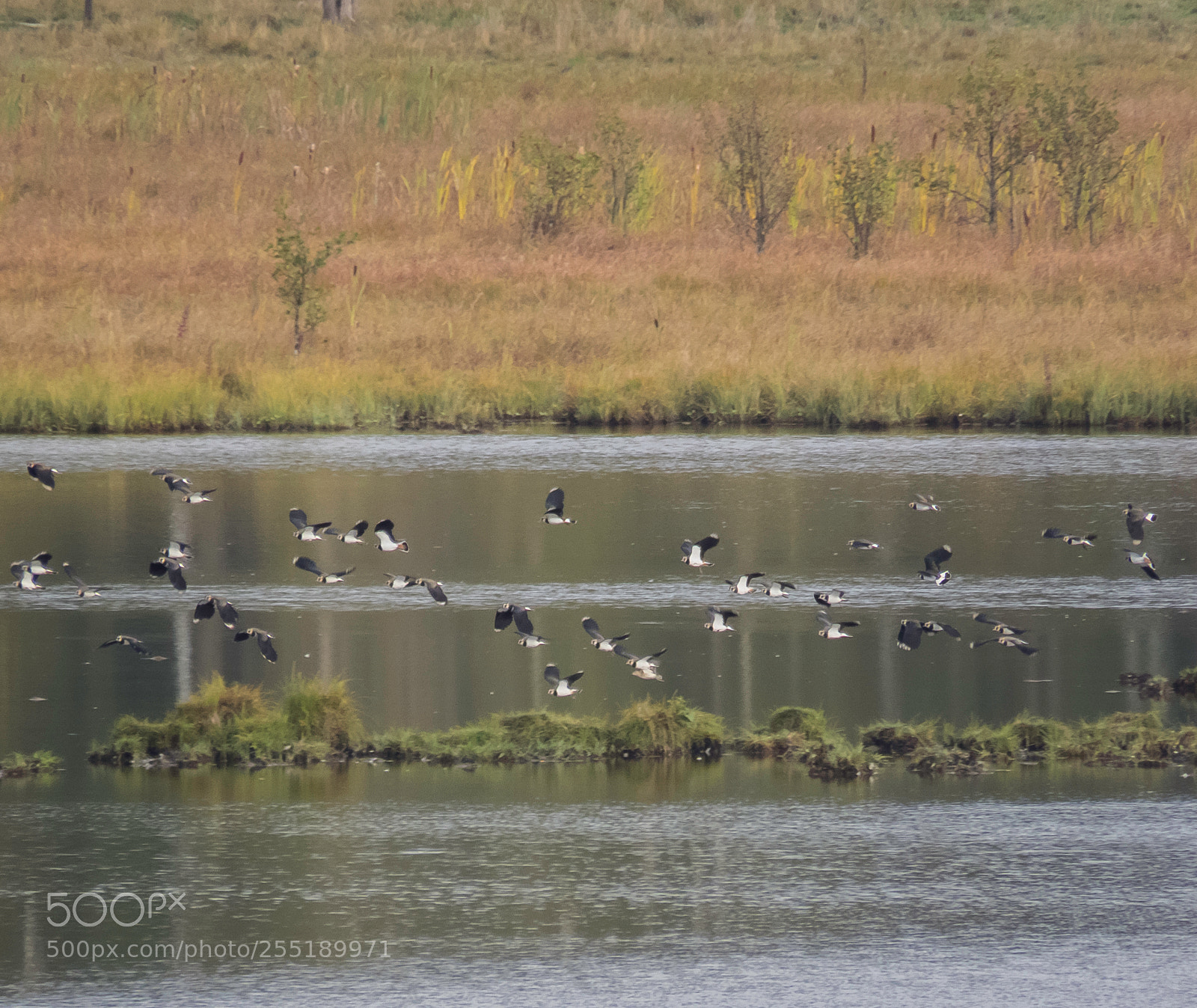 Canon PowerShot SX60 HS sample photo. Birds o photography