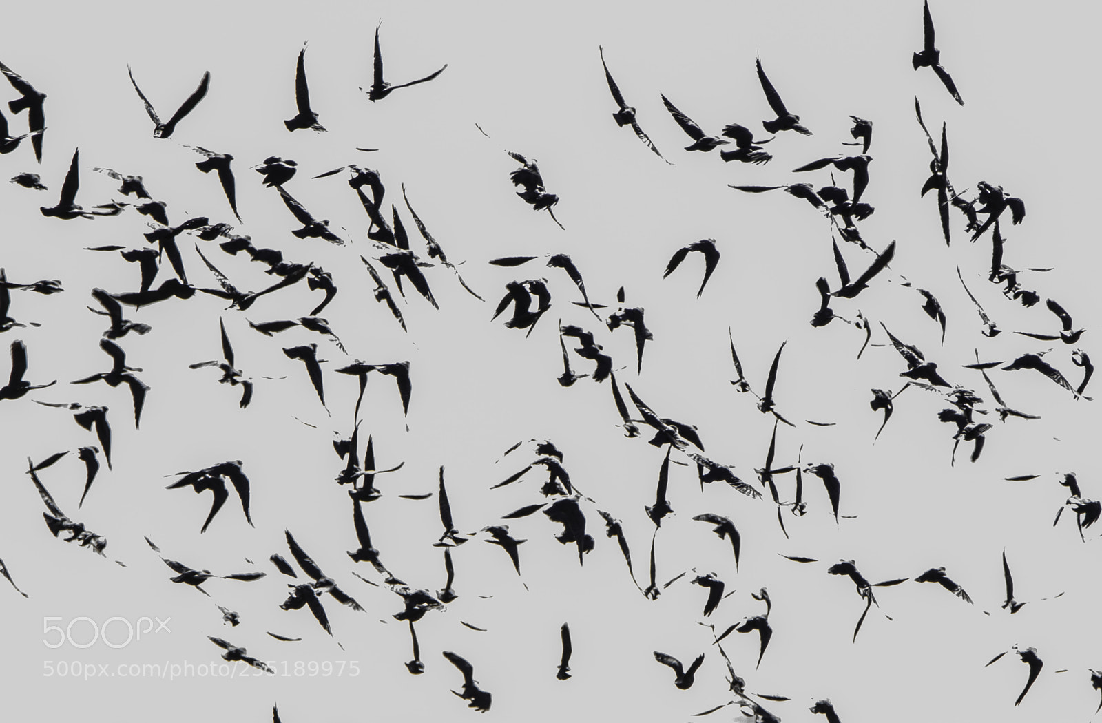 Nikon D5300 sample photo. Birds o photography