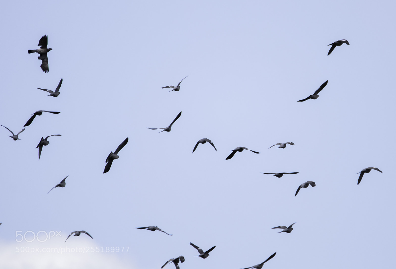 Nikon D5300 sample photo. Birds o photography