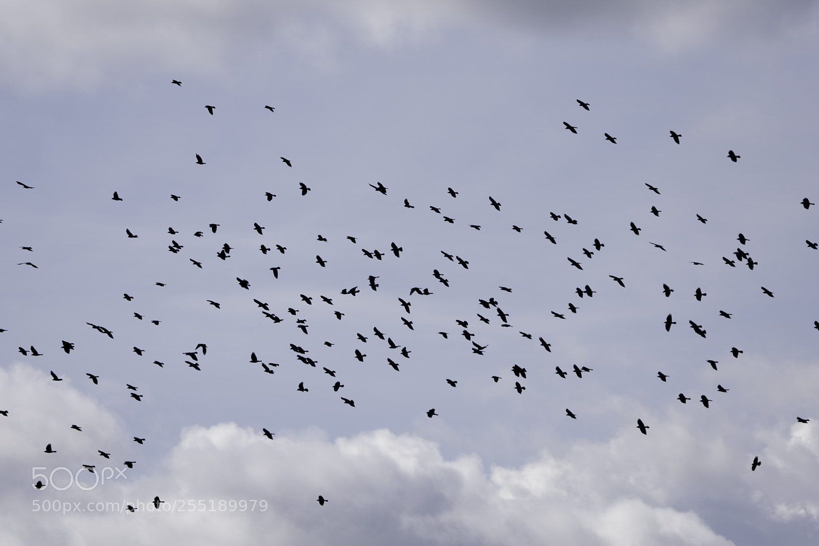 Nikon D5300 sample photo. Birds o photography