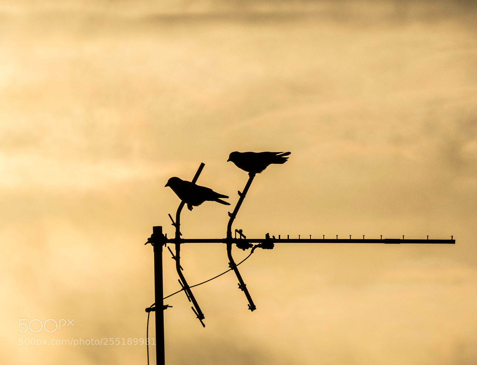 Canon PowerShot SX60 HS sample photo. Birds o photography