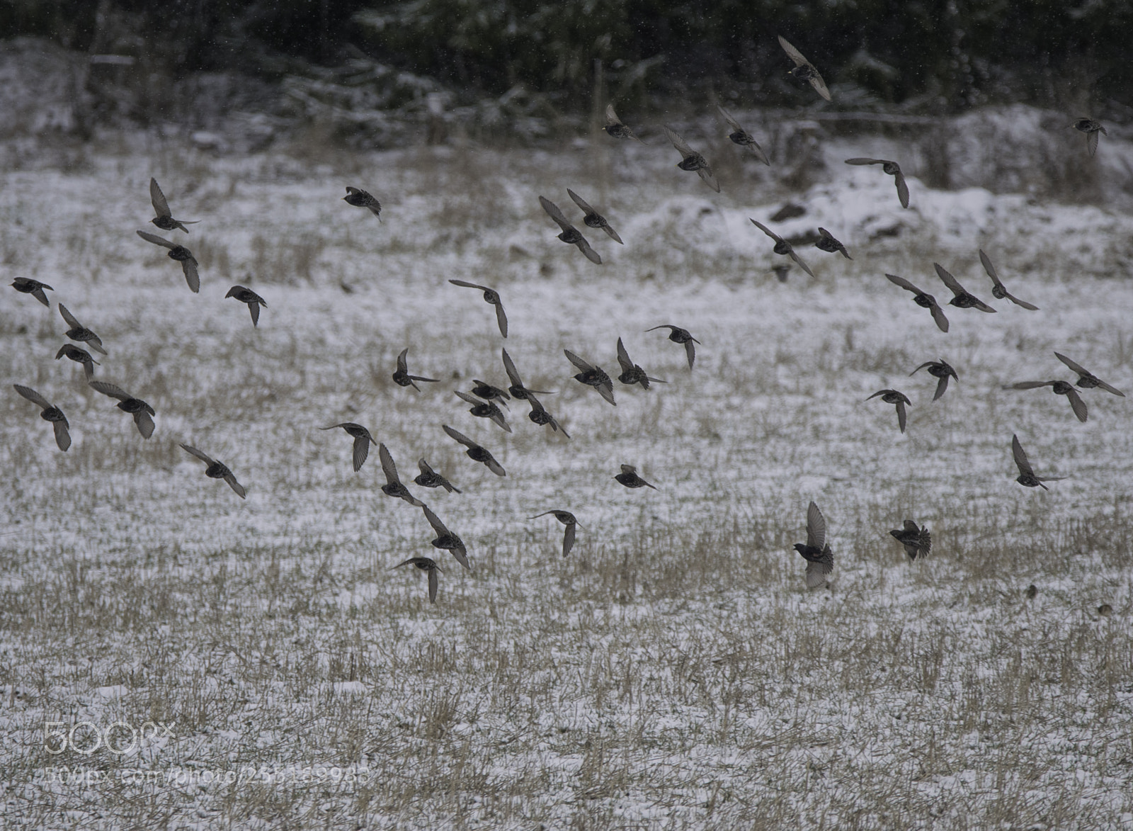 Nikon D5300 sample photo. Birds o photography