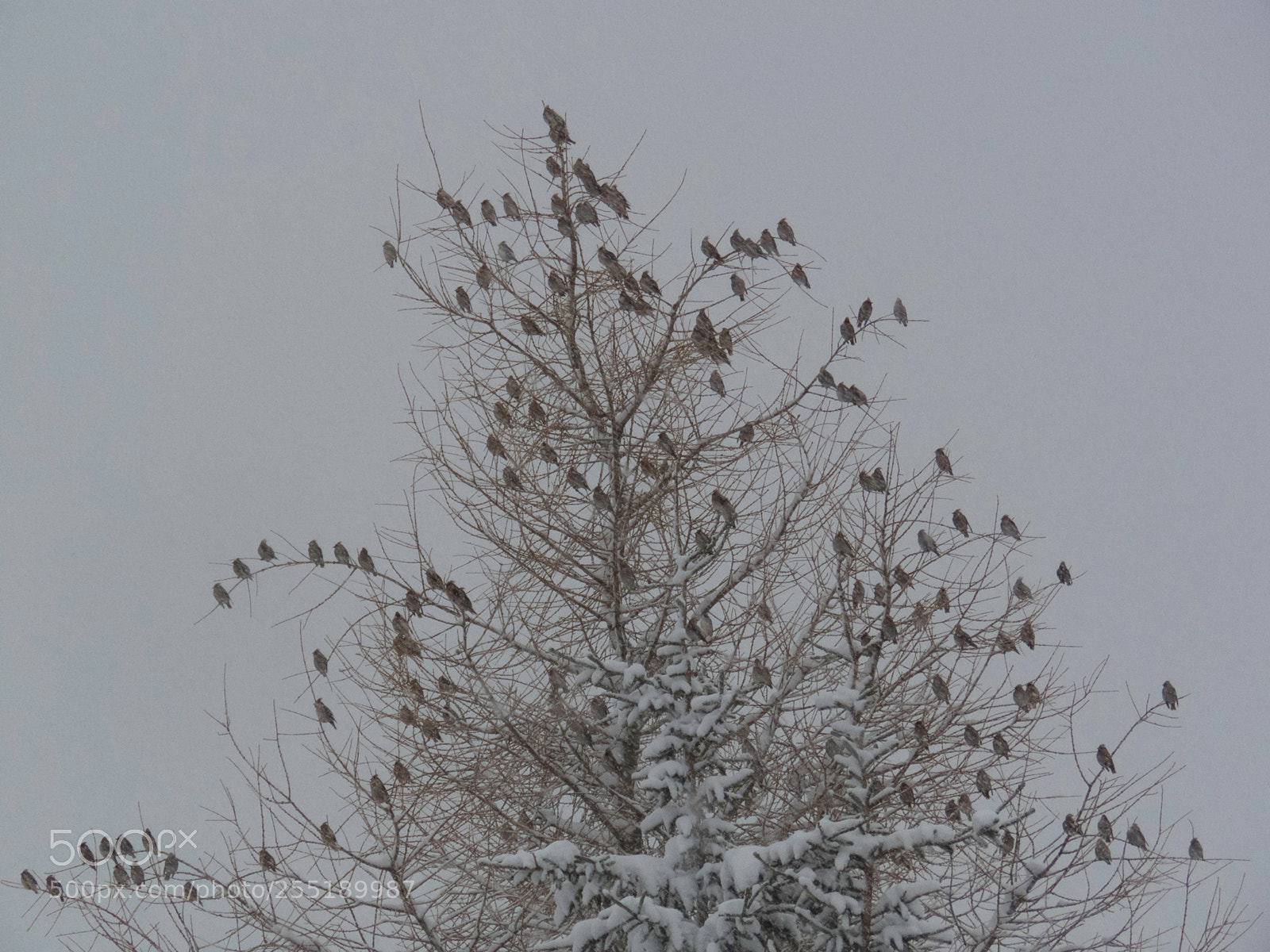 Canon PowerShot SX60 HS sample photo. Birds o photography