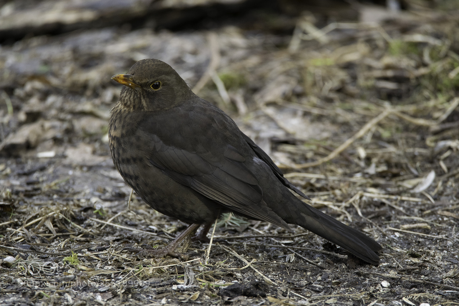 Nikon D5300 sample photo. Blackbird koltrast o photography