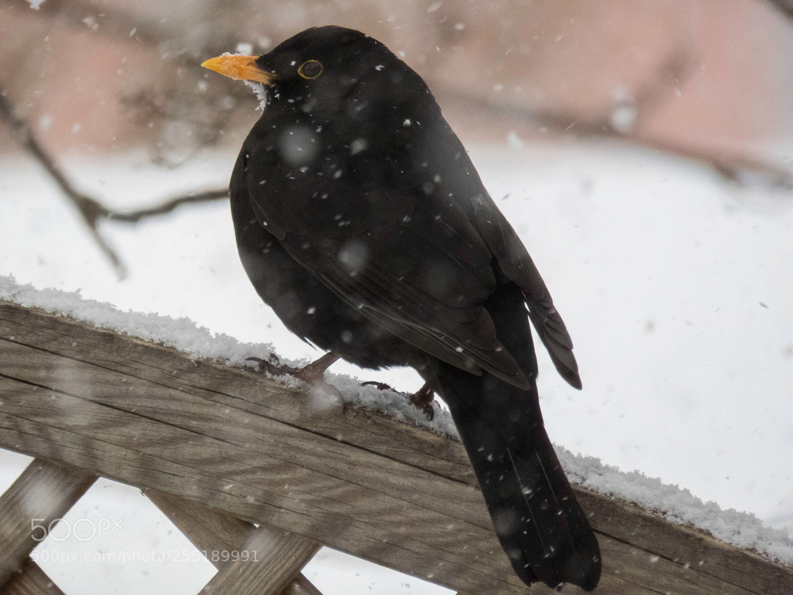 Canon PowerShot SX60 HS sample photo. Blackbird koltrast o photography