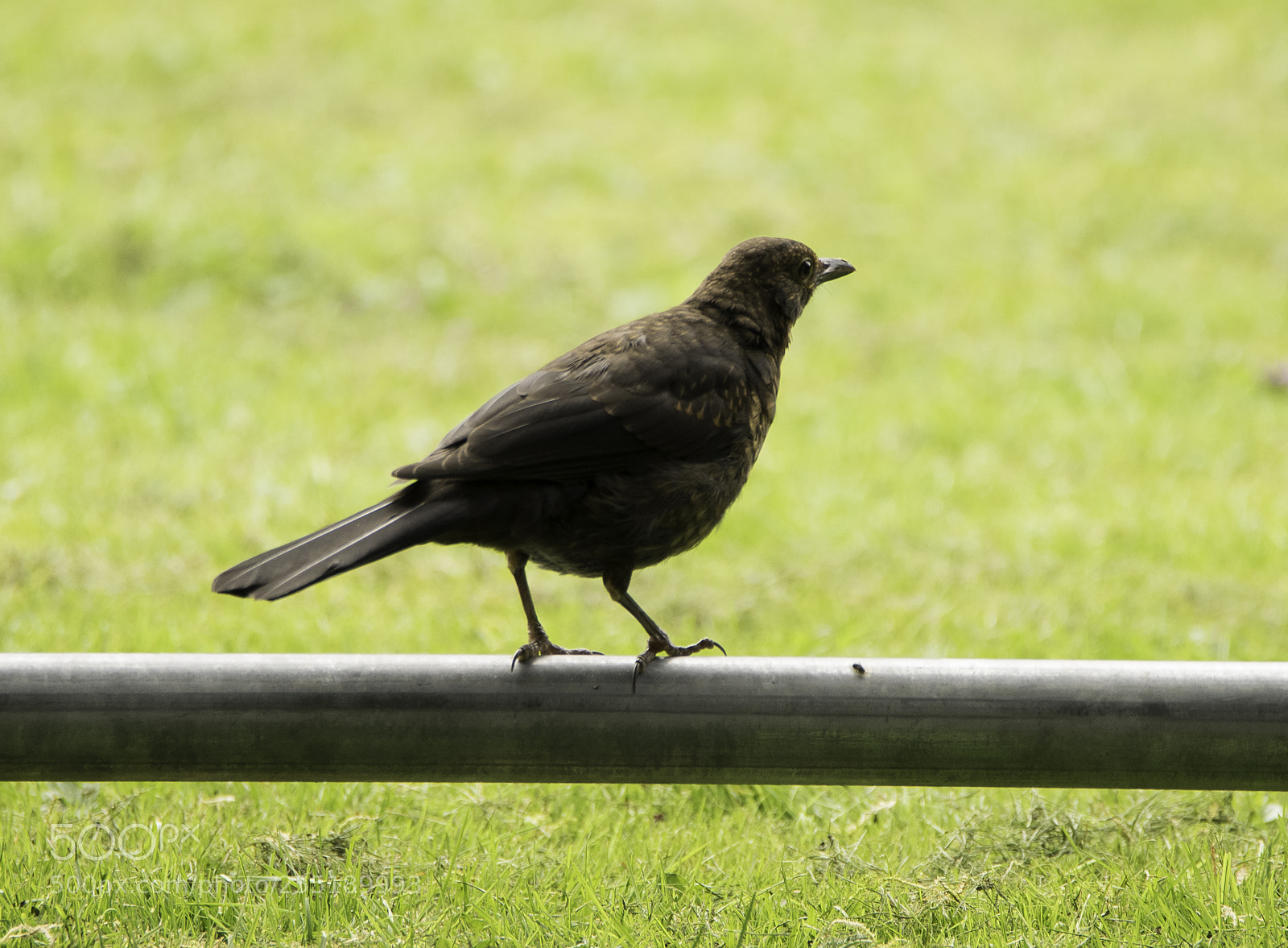 Nikon D5300 sample photo. Blackbird koltrast o photography