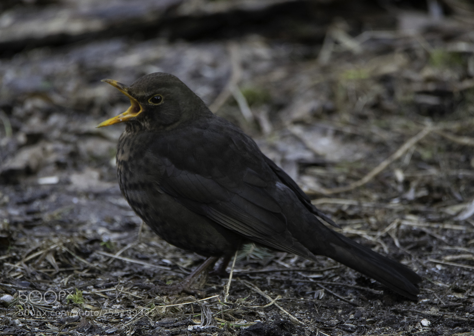 Nikon D5300 sample photo. Blackbird koltrast o photography