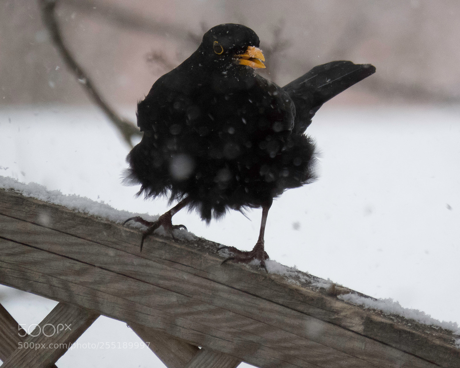 Canon PowerShot SX60 HS sample photo. Blackbird koltrast o photography