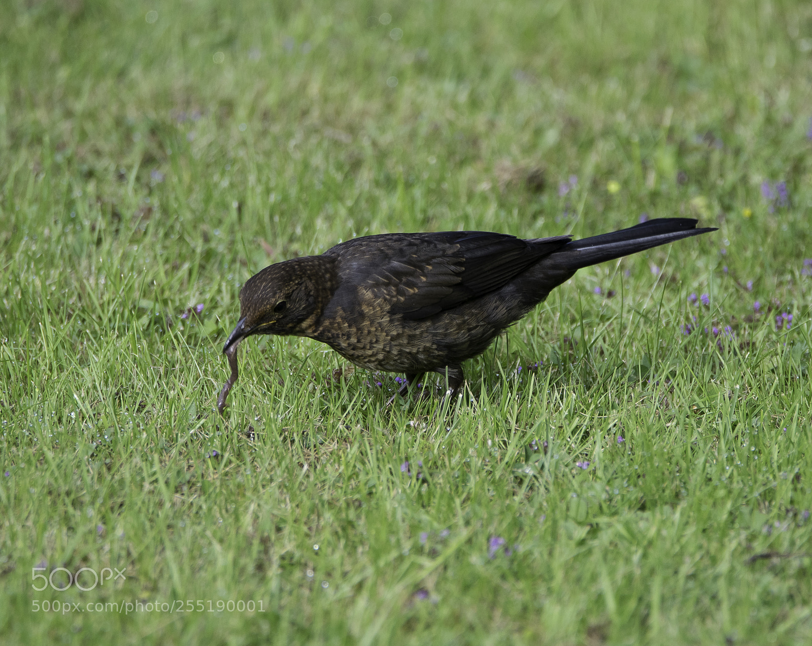 Nikon D5300 sample photo. Blackbird koltrast o photography