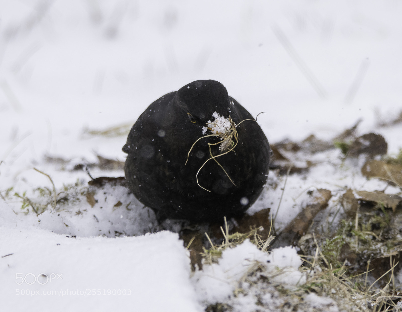 Nikon D5300 sample photo. Blackbird koltrast o photography