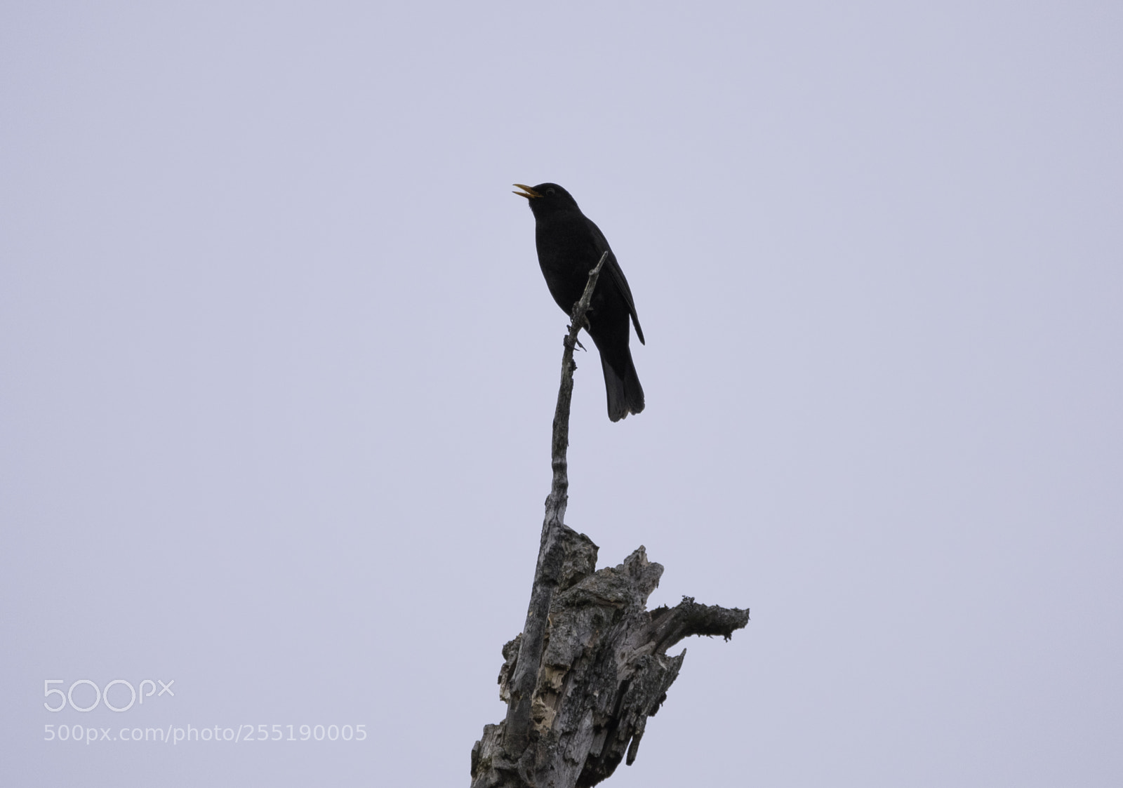Nikon D5300 sample photo. Blackbird koltrast o photography
