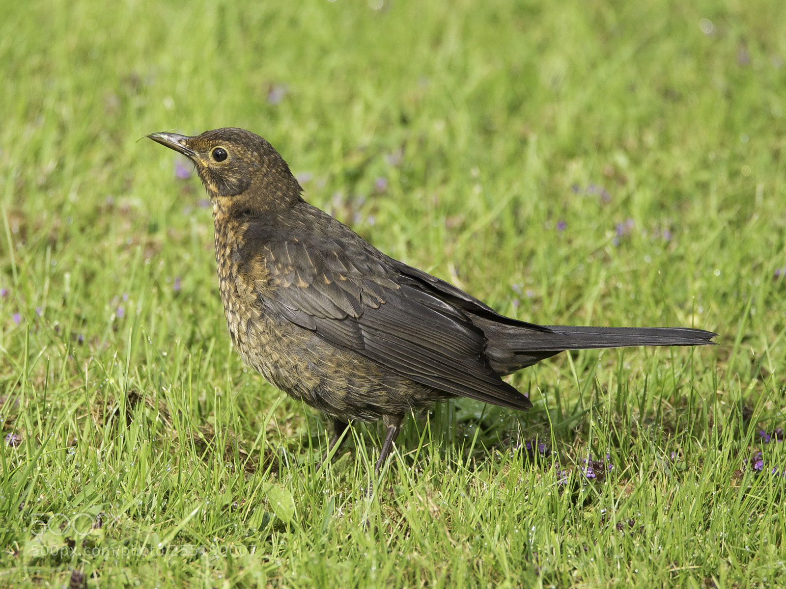 Nikon D5300 sample photo. Blackbird koltrast o photography
