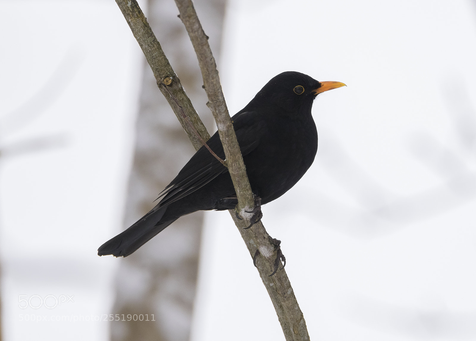 Nikon D5300 sample photo. Blackbird koltrast o photography