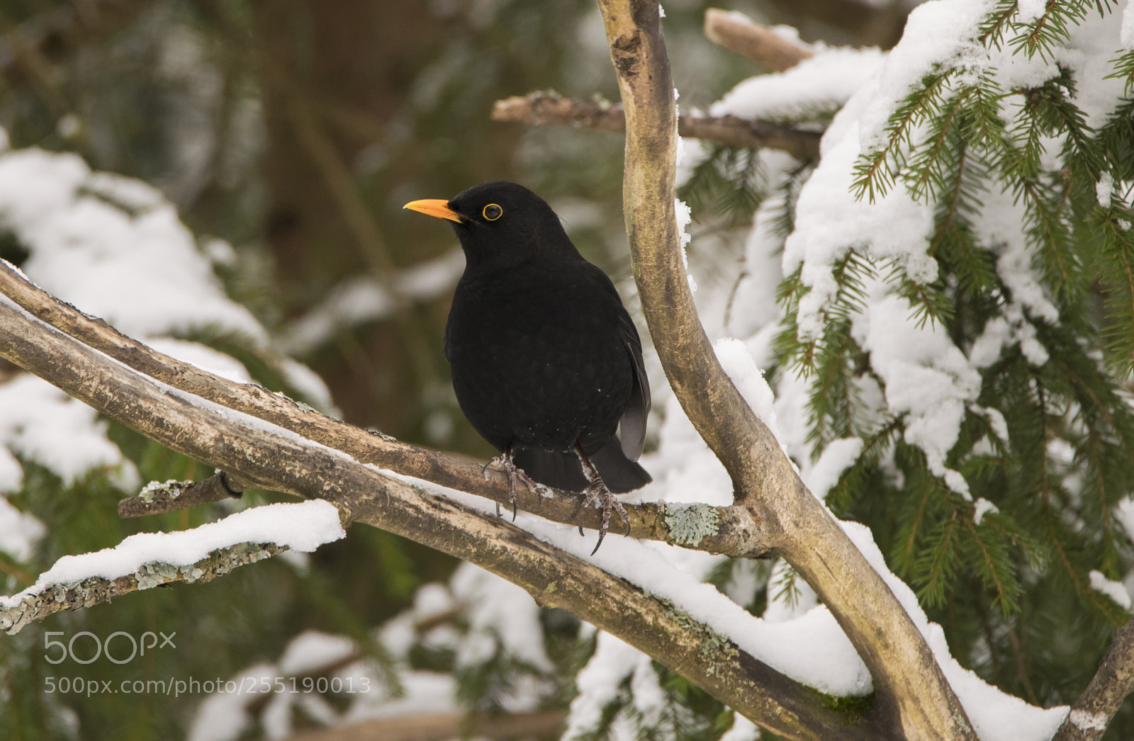 Nikon D5300 sample photo. Blackbird koltrast o photography