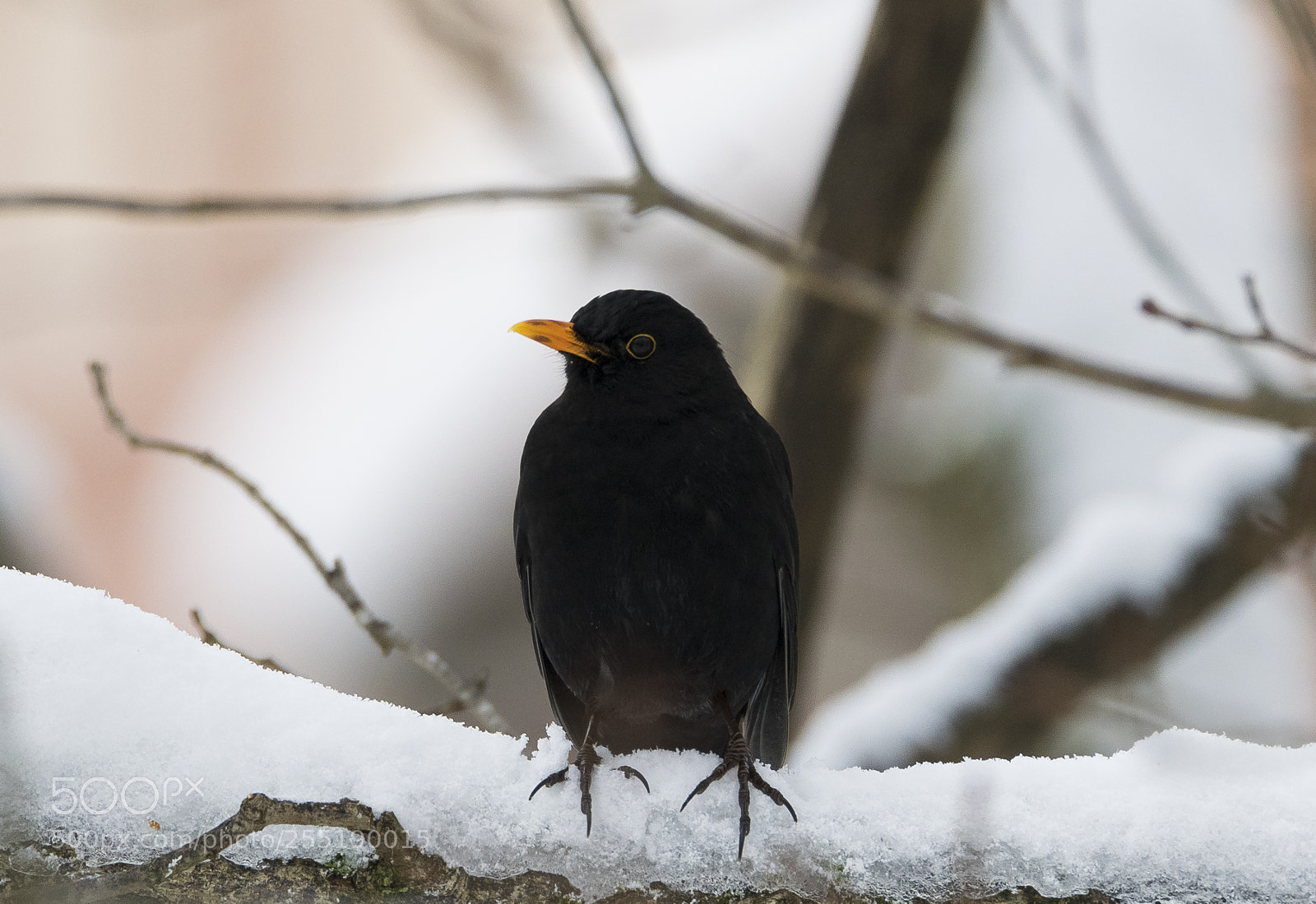 Nikon D5300 sample photo. Blackbird koltrast o photography