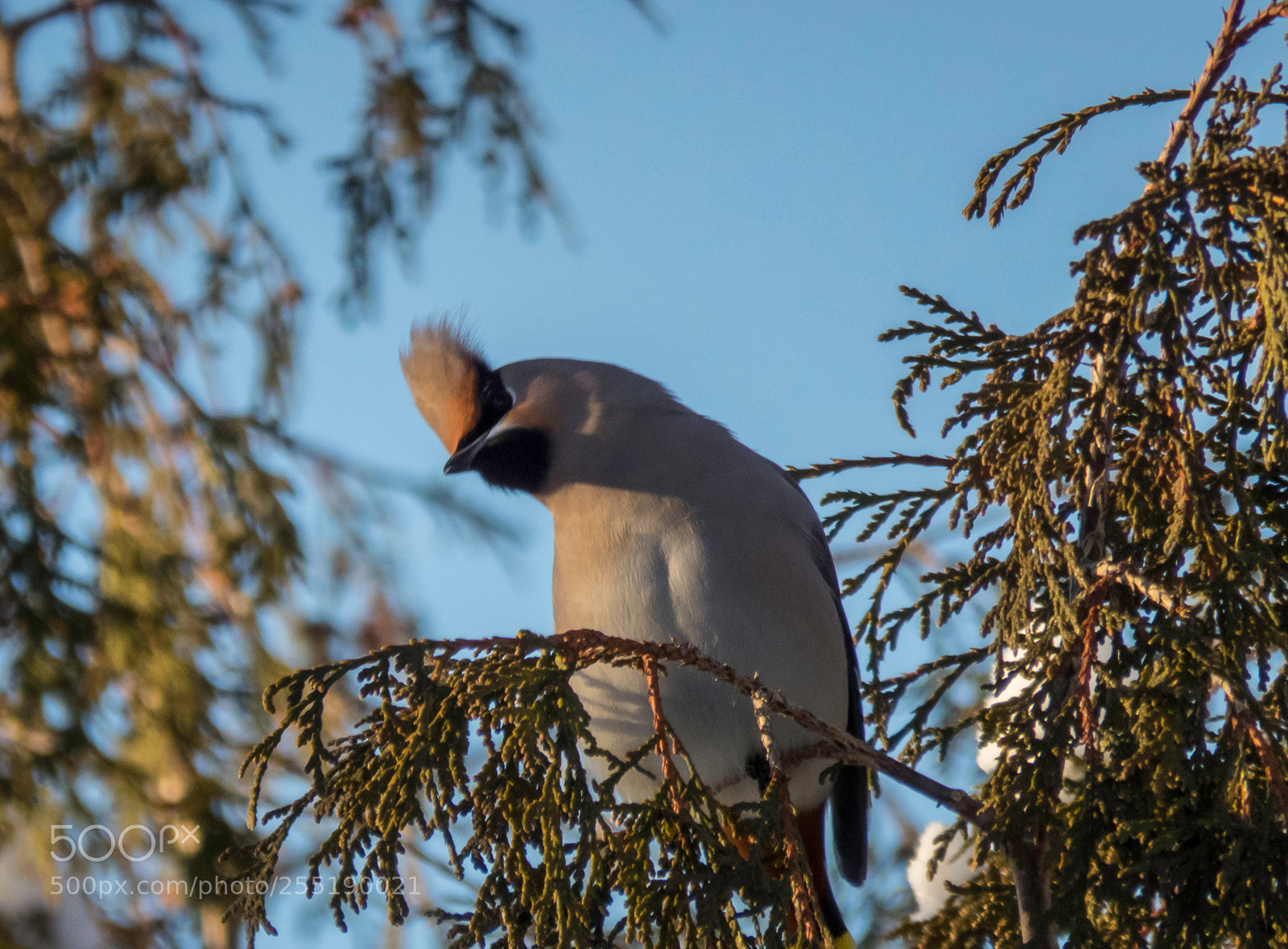 Canon PowerShot SX60 HS sample photo. Bohemian waxwing sidensvans o photography
