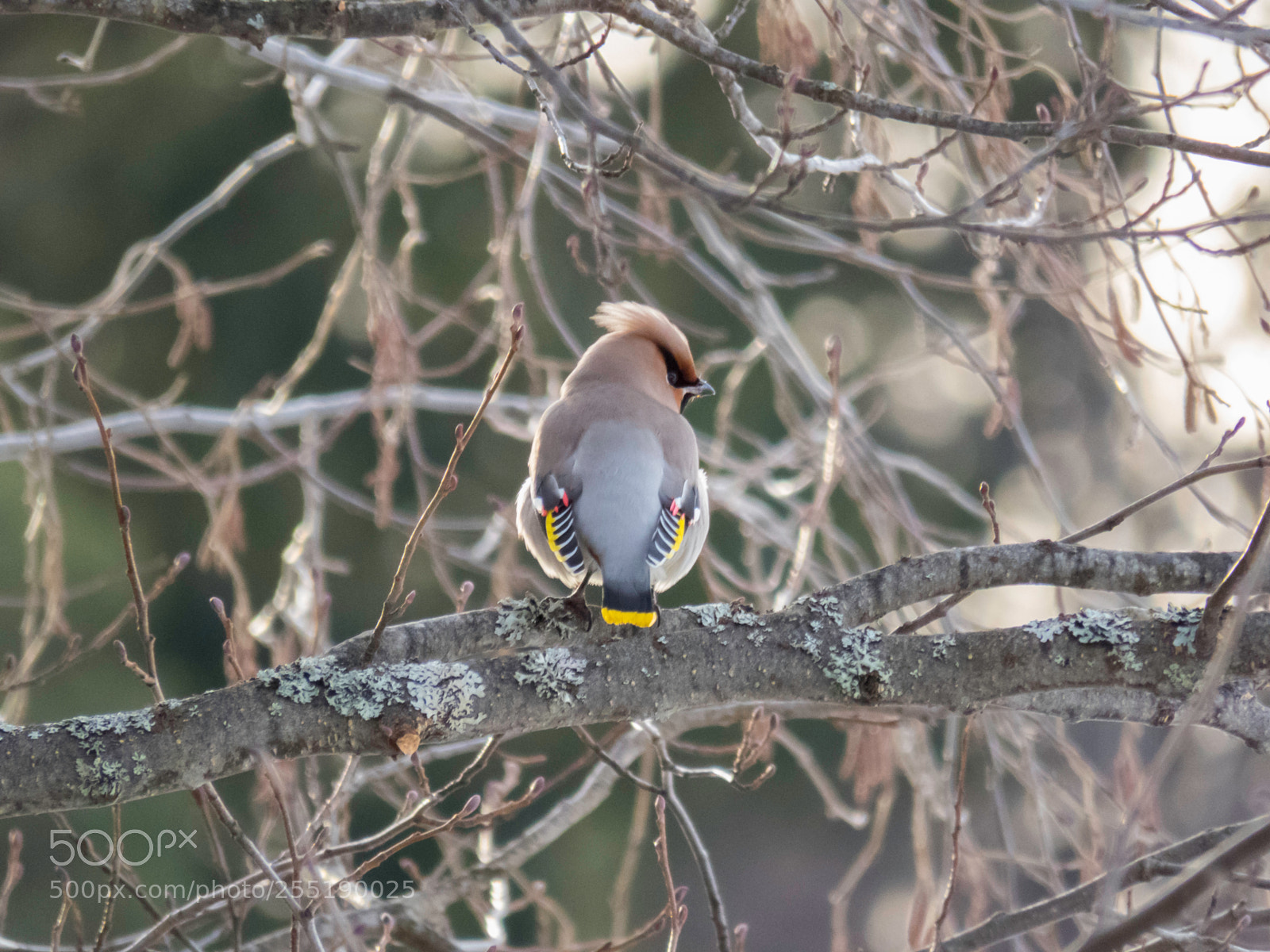 Canon PowerShot SX60 HS sample photo. Bohemian waxwing sidensvans o photography