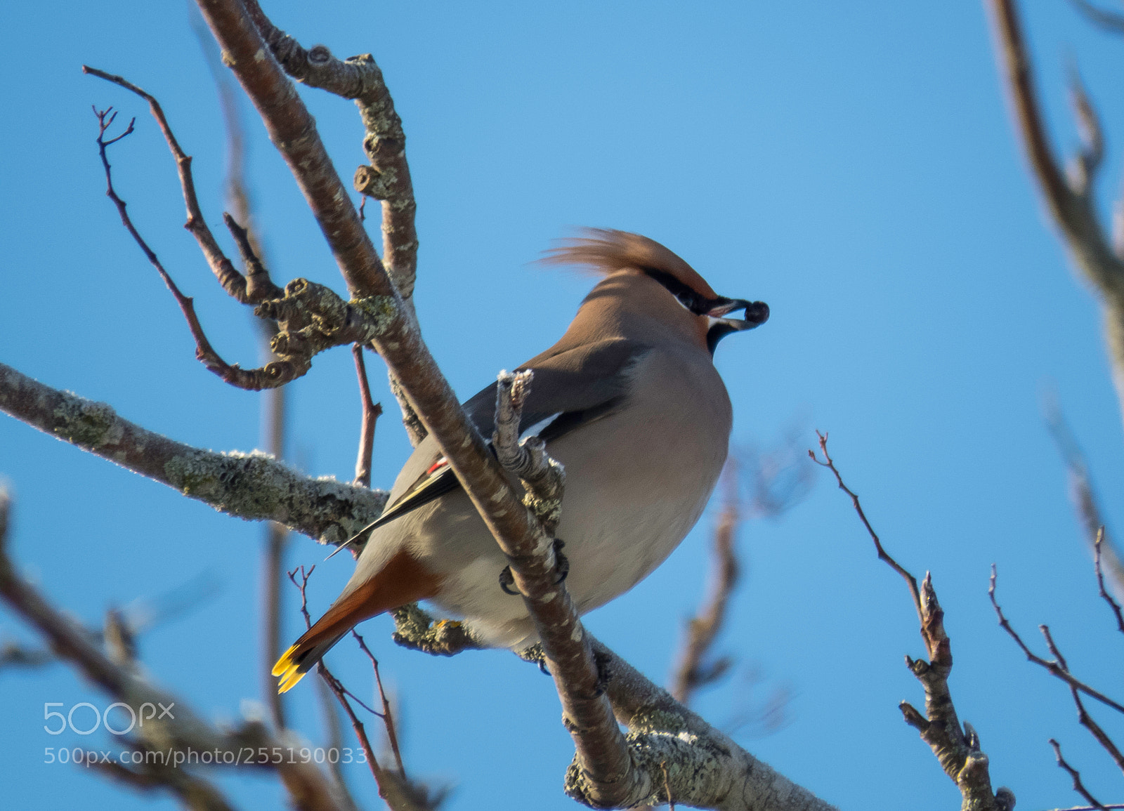Canon PowerShot SX60 HS sample photo. Bohemian waxwing sidensvans o photography