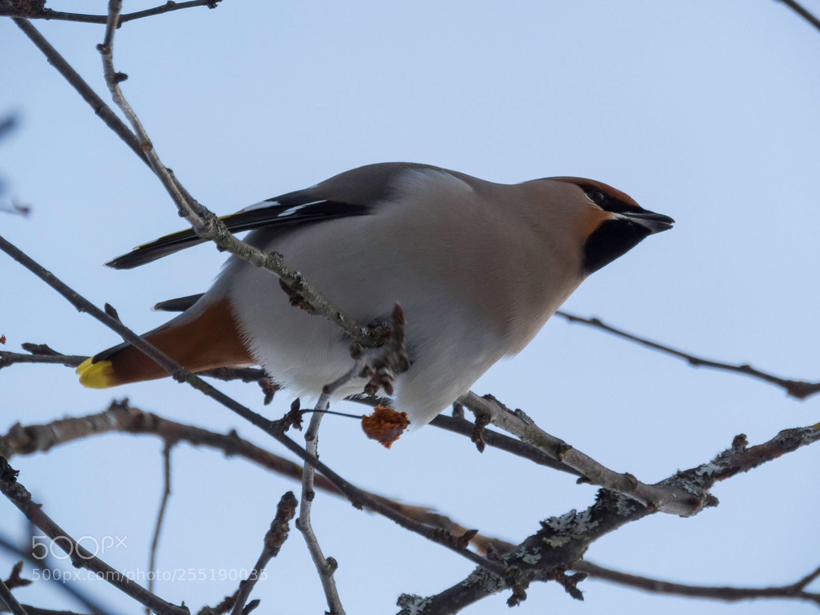 Canon PowerShot SX60 HS sample photo. Bohemian waxwing sidensvans o photography