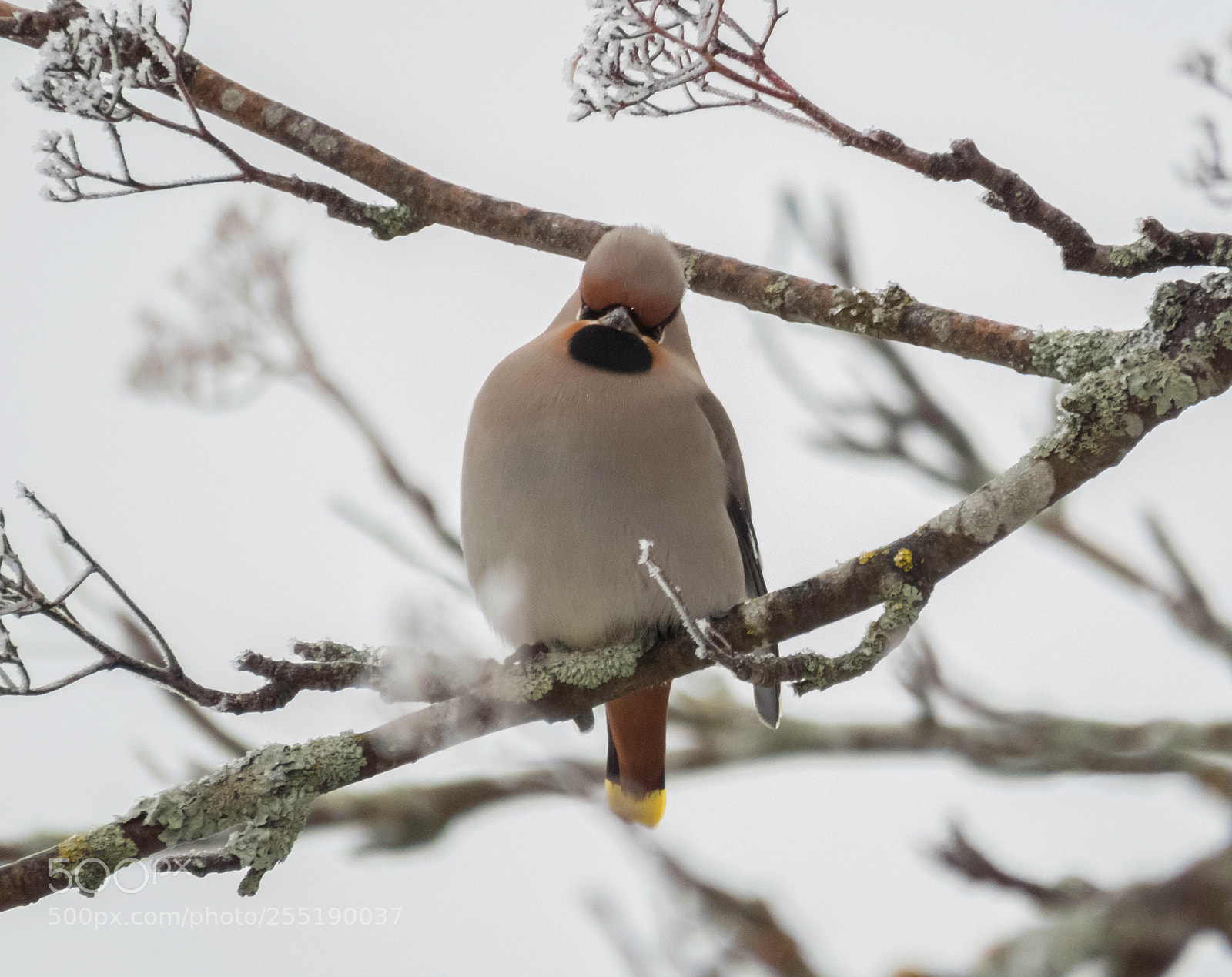 Canon PowerShot SX60 HS sample photo. Bohemian waxwing sidensvans o photography