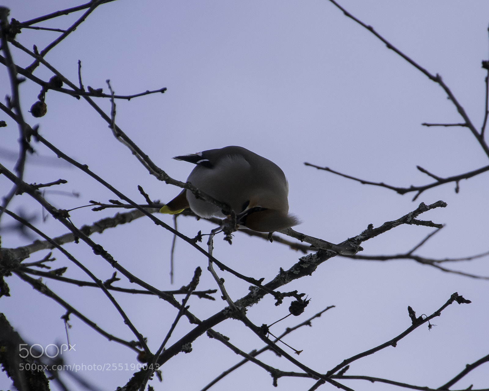 Nikon D5300 sample photo. Bohemian waxwing sidensvans o photography