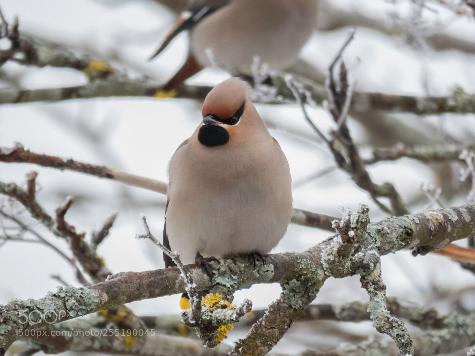 Canon PowerShot SX60 HS sample photo. Bohemian waxwing sidensvans o photography