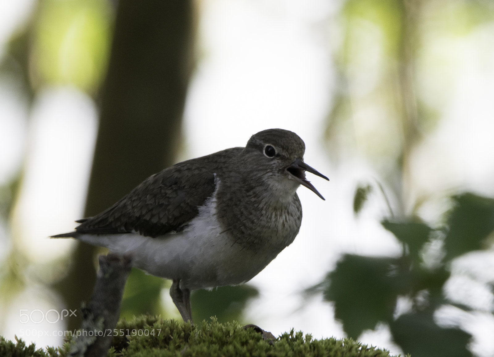 Nikon D5300 sample photo. Common sandpiper drillsnppa o photography