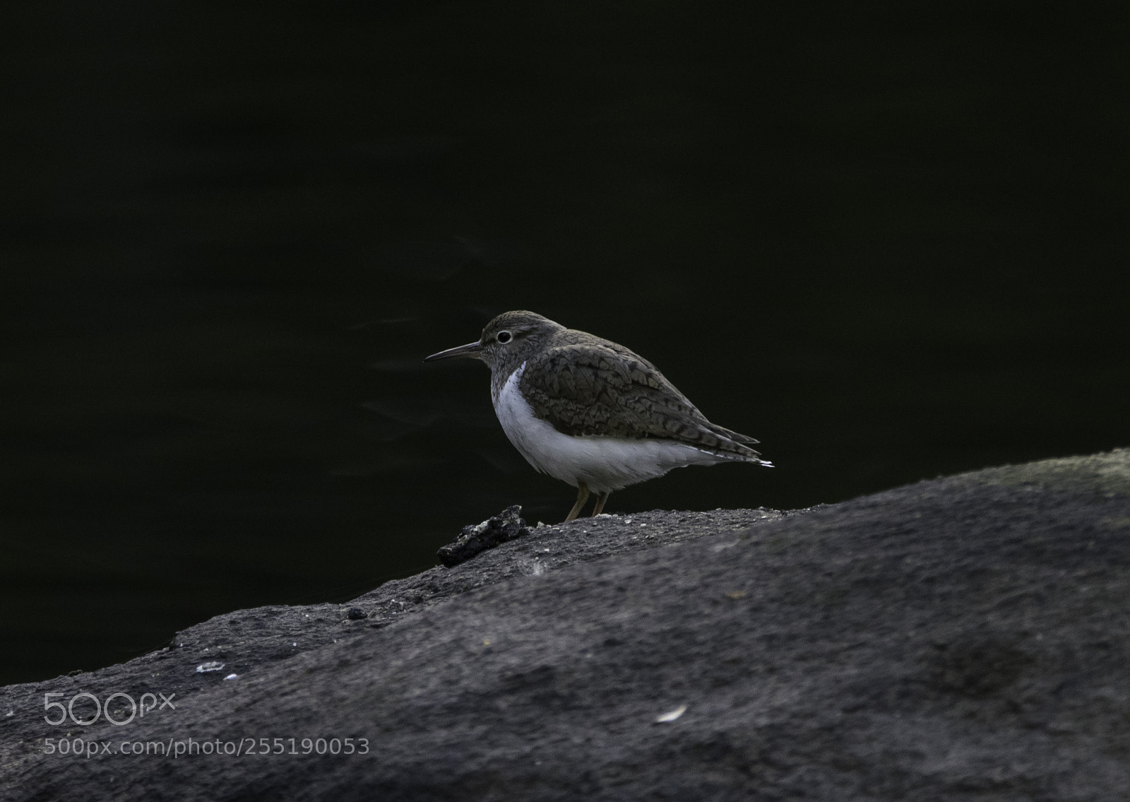 Nikon D5300 sample photo. Common sandpiper drillsnppa o photography