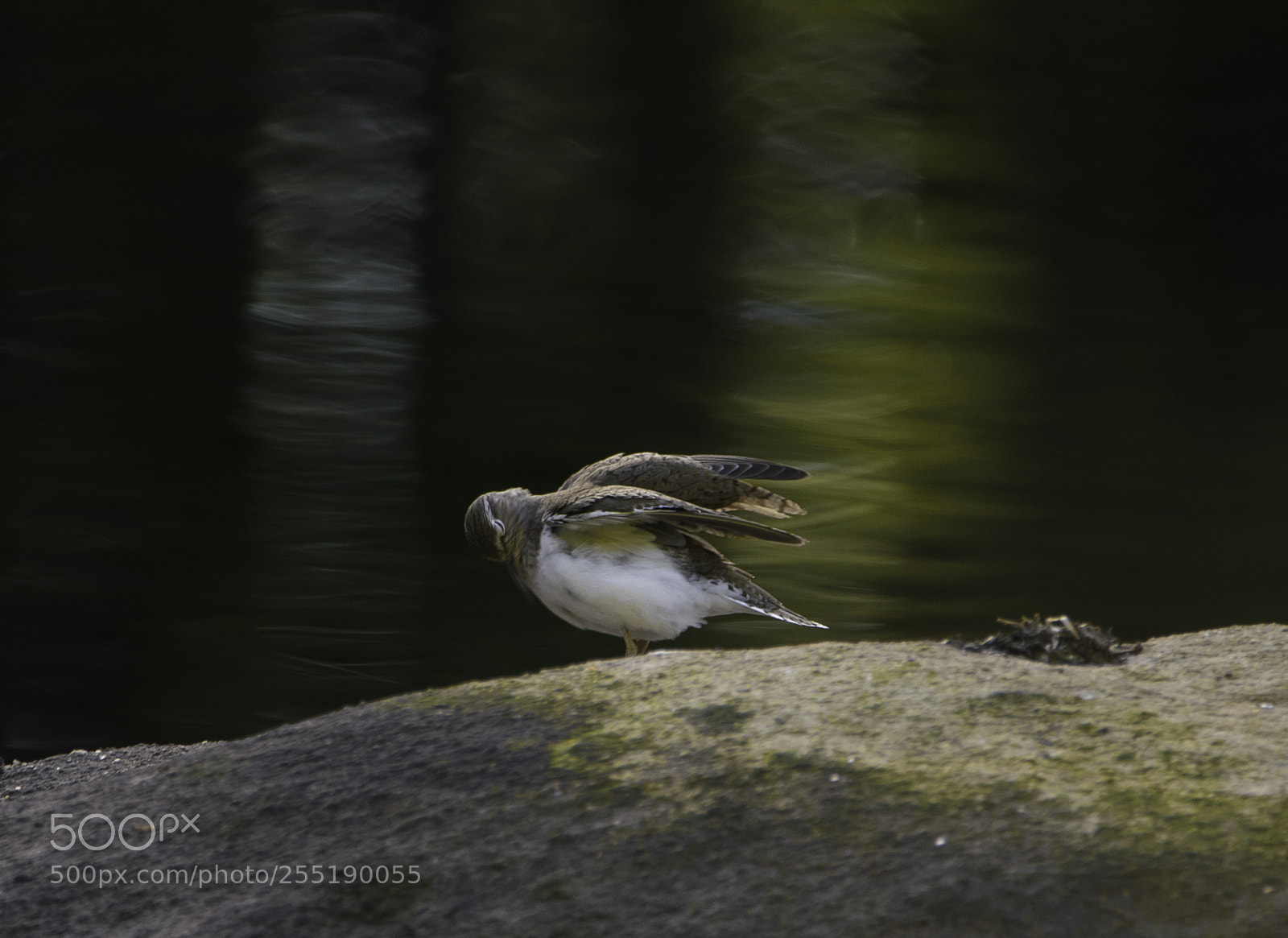 Nikon D5300 sample photo. Common sandpiper drillsnppa o photography
