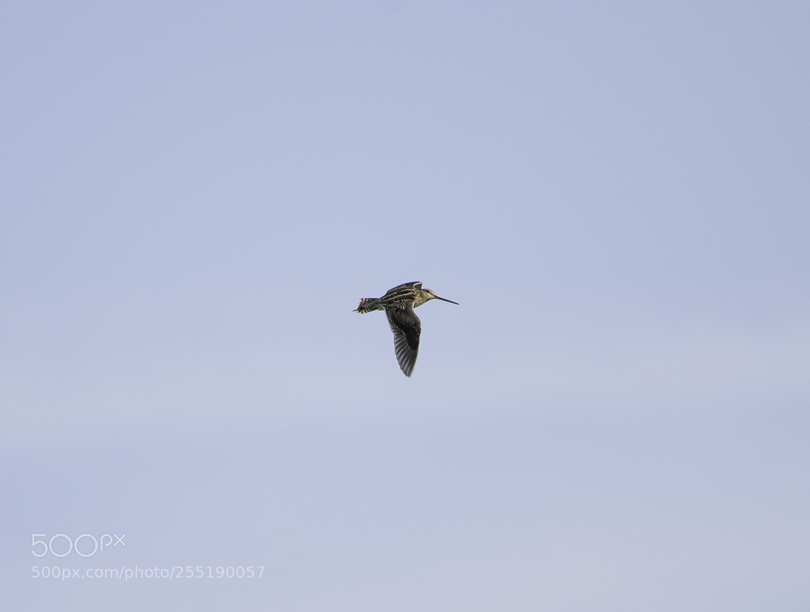 Nikon D5300 sample photo. Common snipe enkelbeckasin o photography