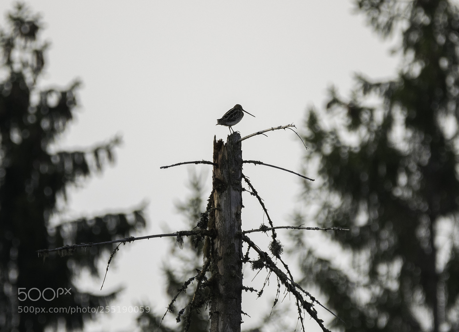 Nikon D5300 sample photo. Common snipe enkelbeckasin o photography