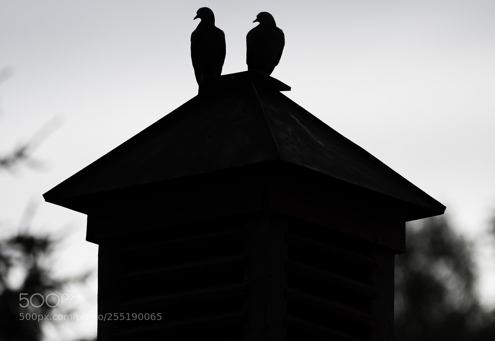 Nikon D5300 sample photo. Doves duvor o photography