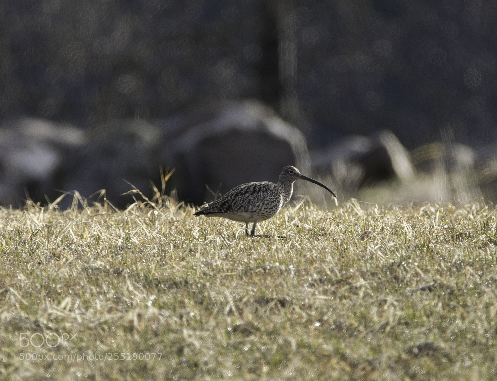 Nikon D5300 sample photo. Curlew spov o photography