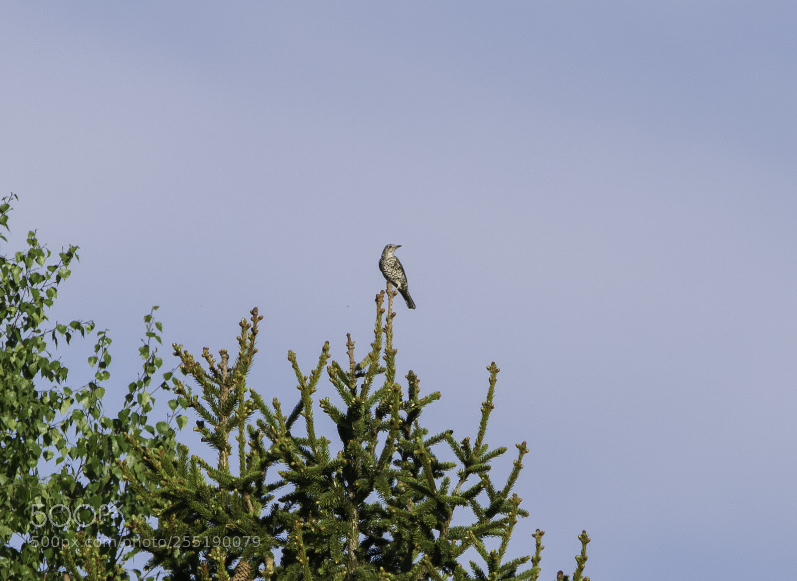 Nikon D5300 sample photo. Cuckoo gk o photography