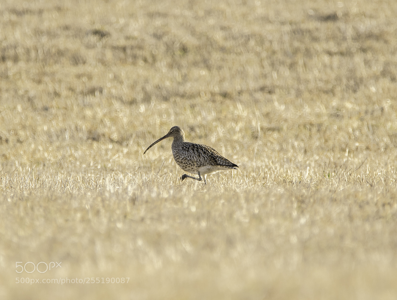 Nikon D5300 sample photo. Curlew storspov o photography