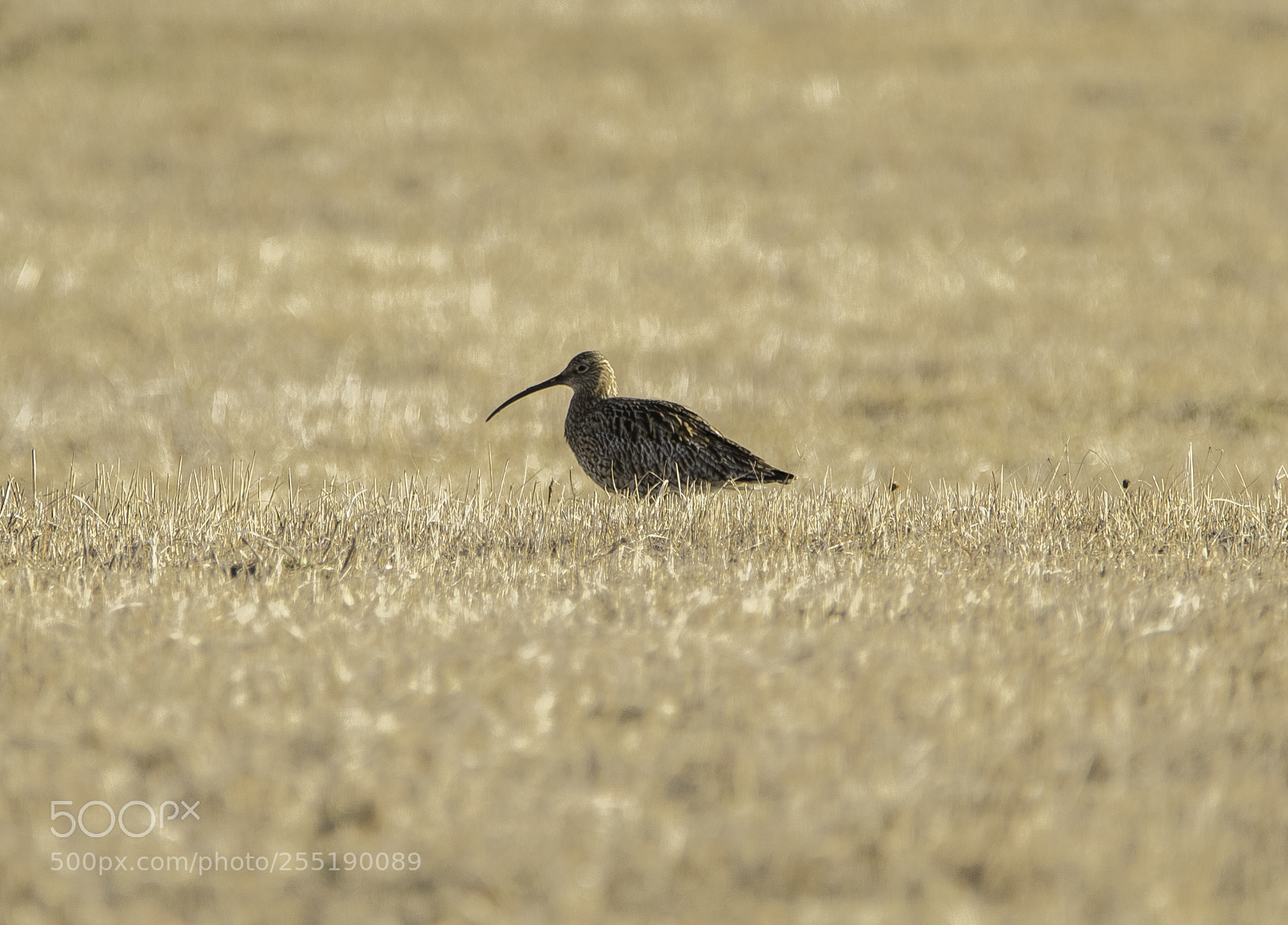 Nikon D5300 sample photo. Curlew storspov o photography