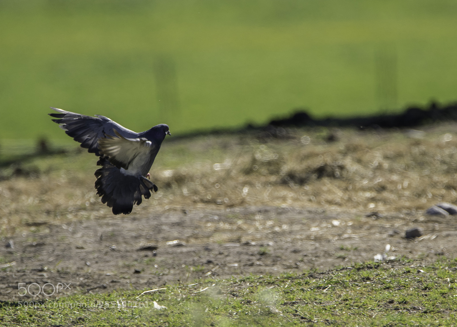 Nikon D5300 sample photo. Dove duva o photography