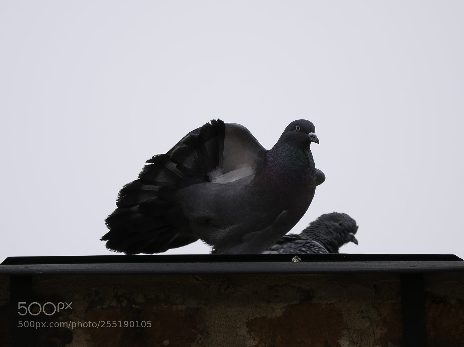 Nikon D5300 sample photo. Dove duva o photography