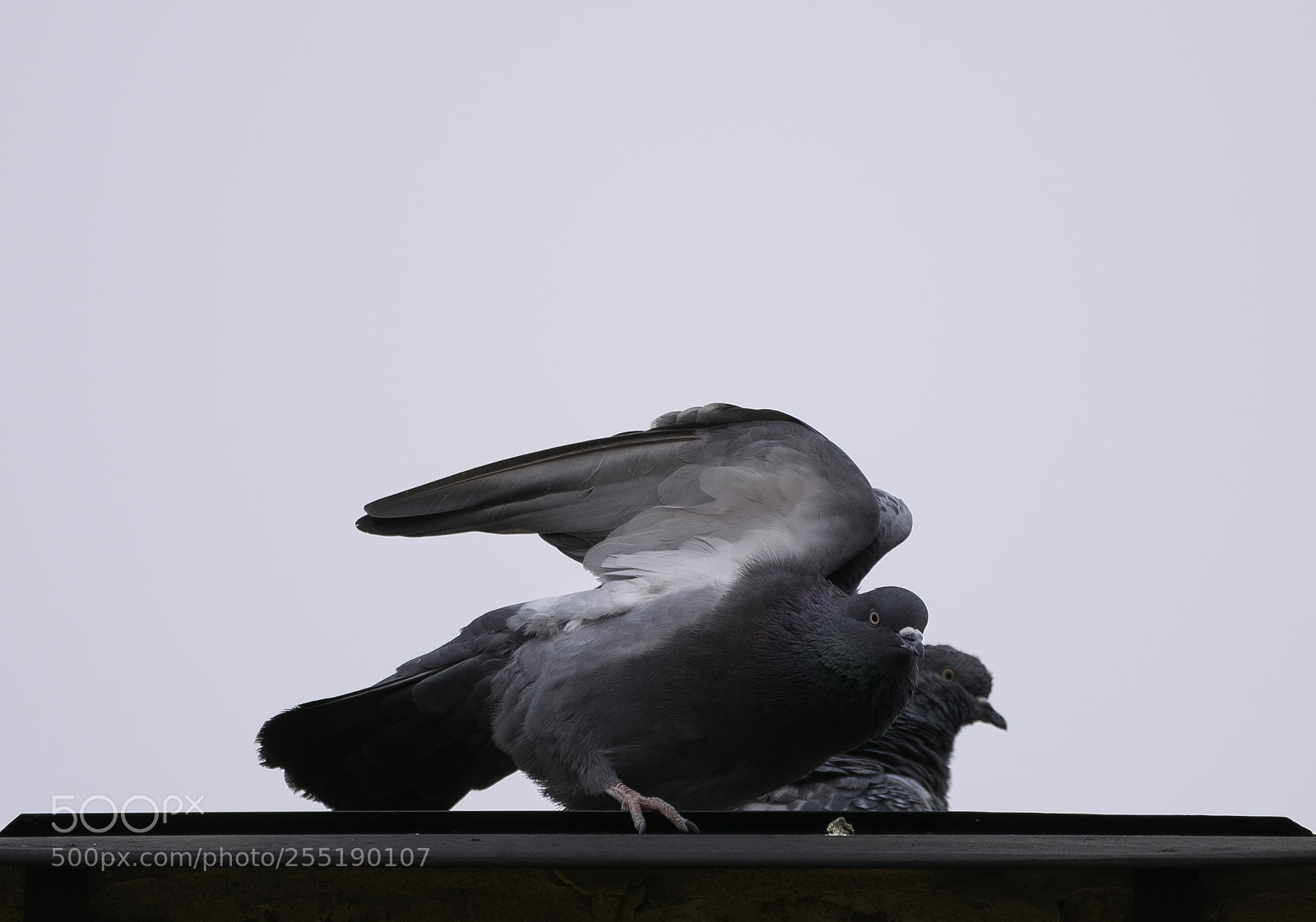 Nikon D5300 sample photo. Dove duva o photography