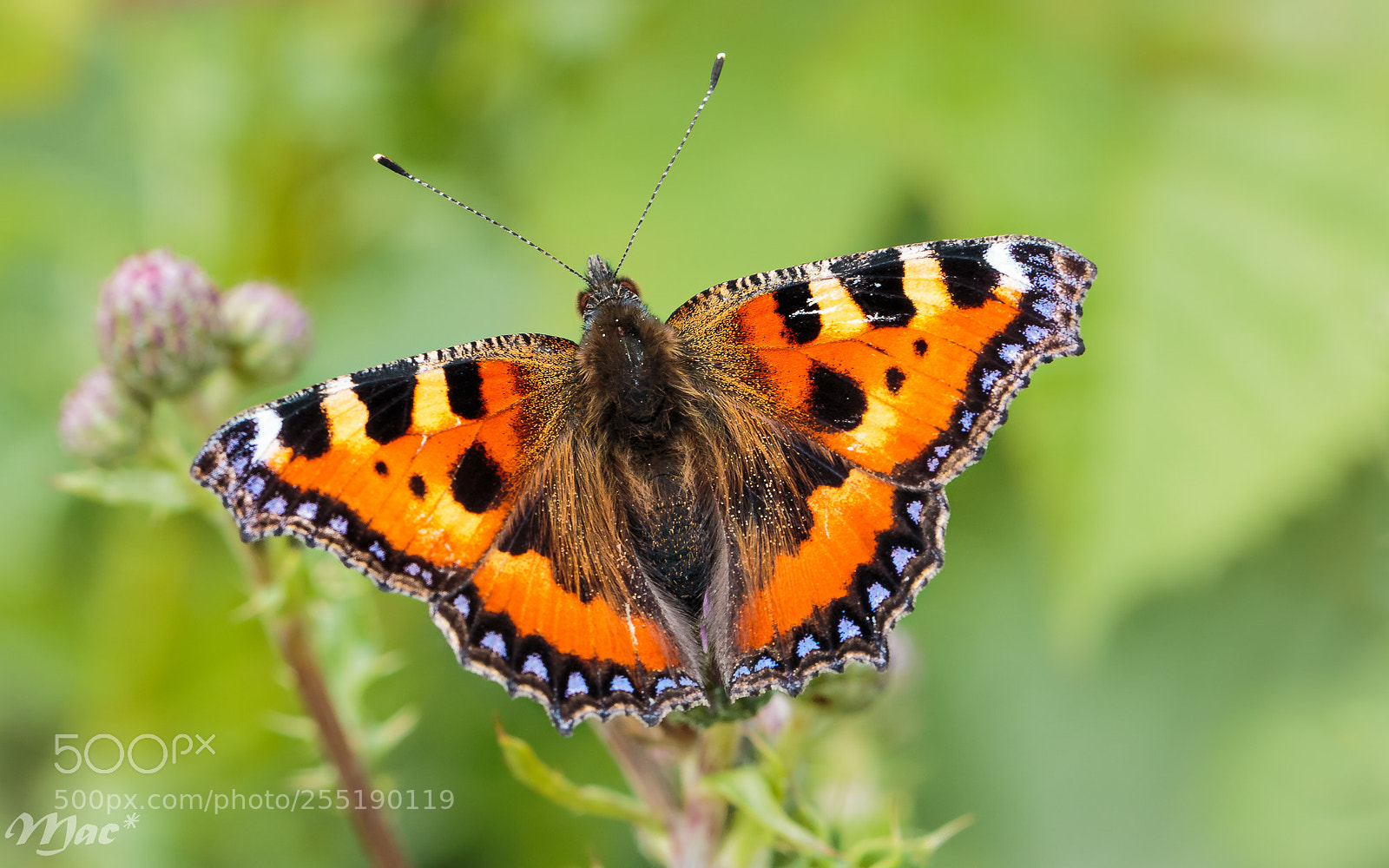 Canon EOS 70D sample photo. Small tortoiseshell-kleine vos photography