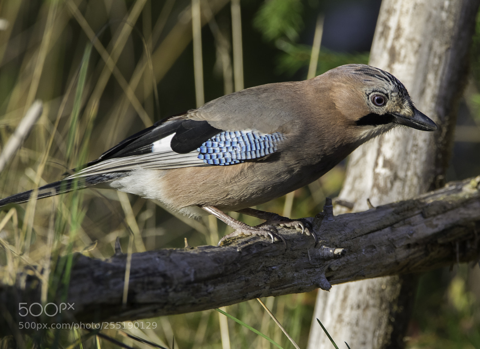 Nikon D5300 sample photo. Euraison jay ntskrika o photography