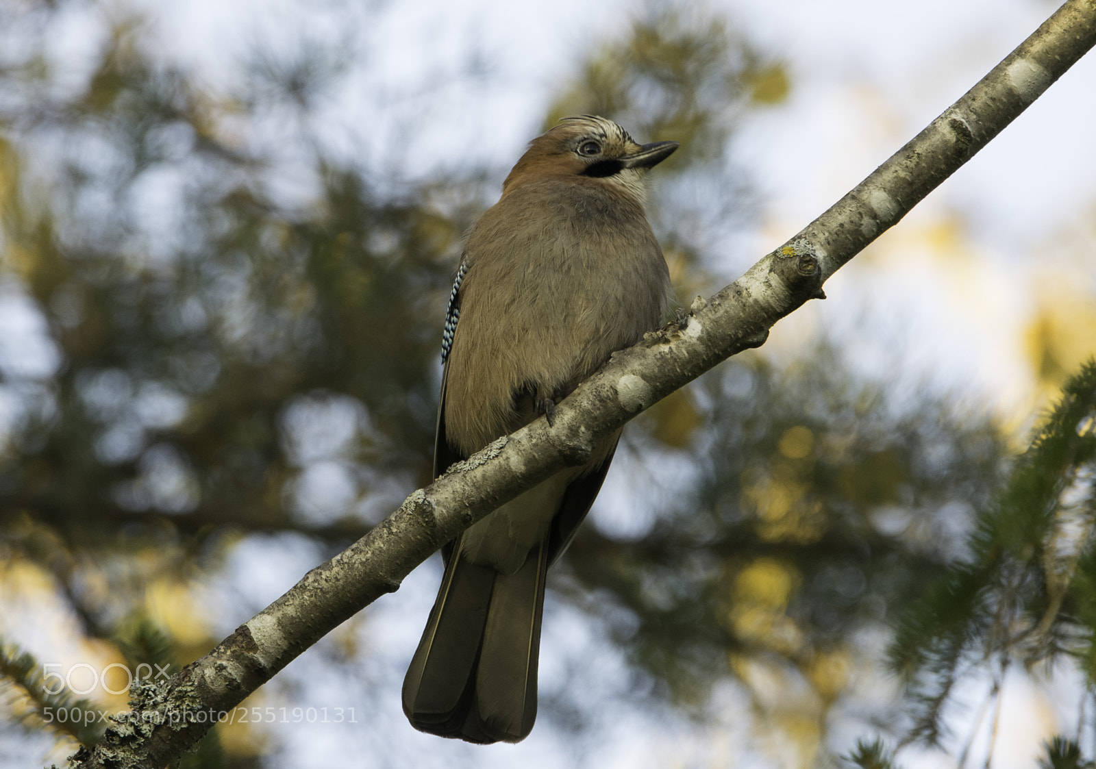 Nikon D5300 sample photo. Eurasian jay ntskrika o photography