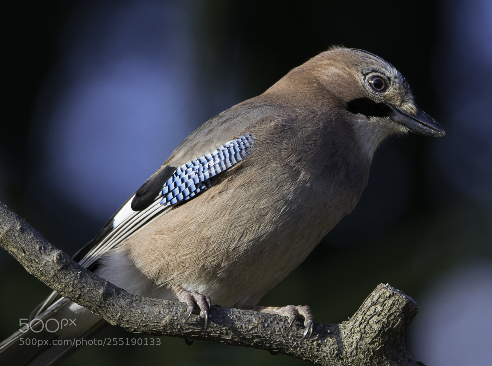 Nikon D5300 sample photo. Eurasian jay ntskrika o photography