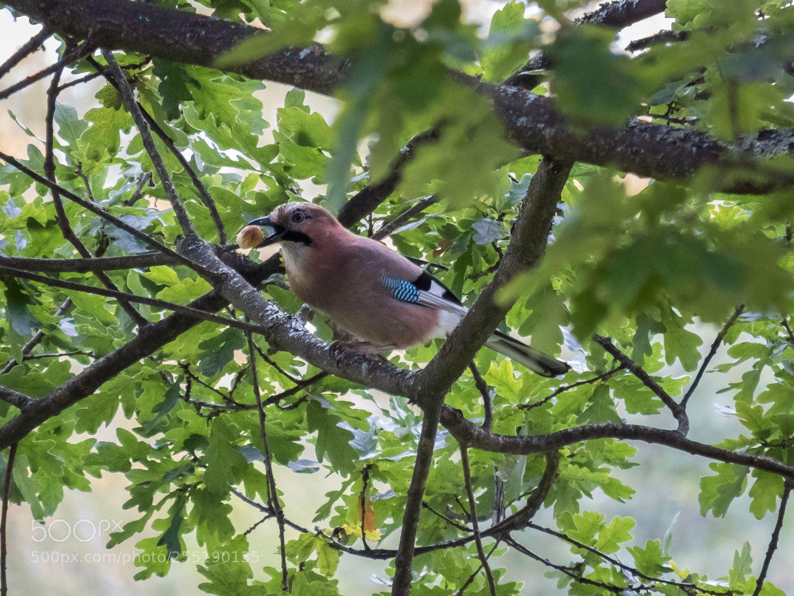 Canon PowerShot SX60 HS sample photo. Eurasian jay ntskrika o photography