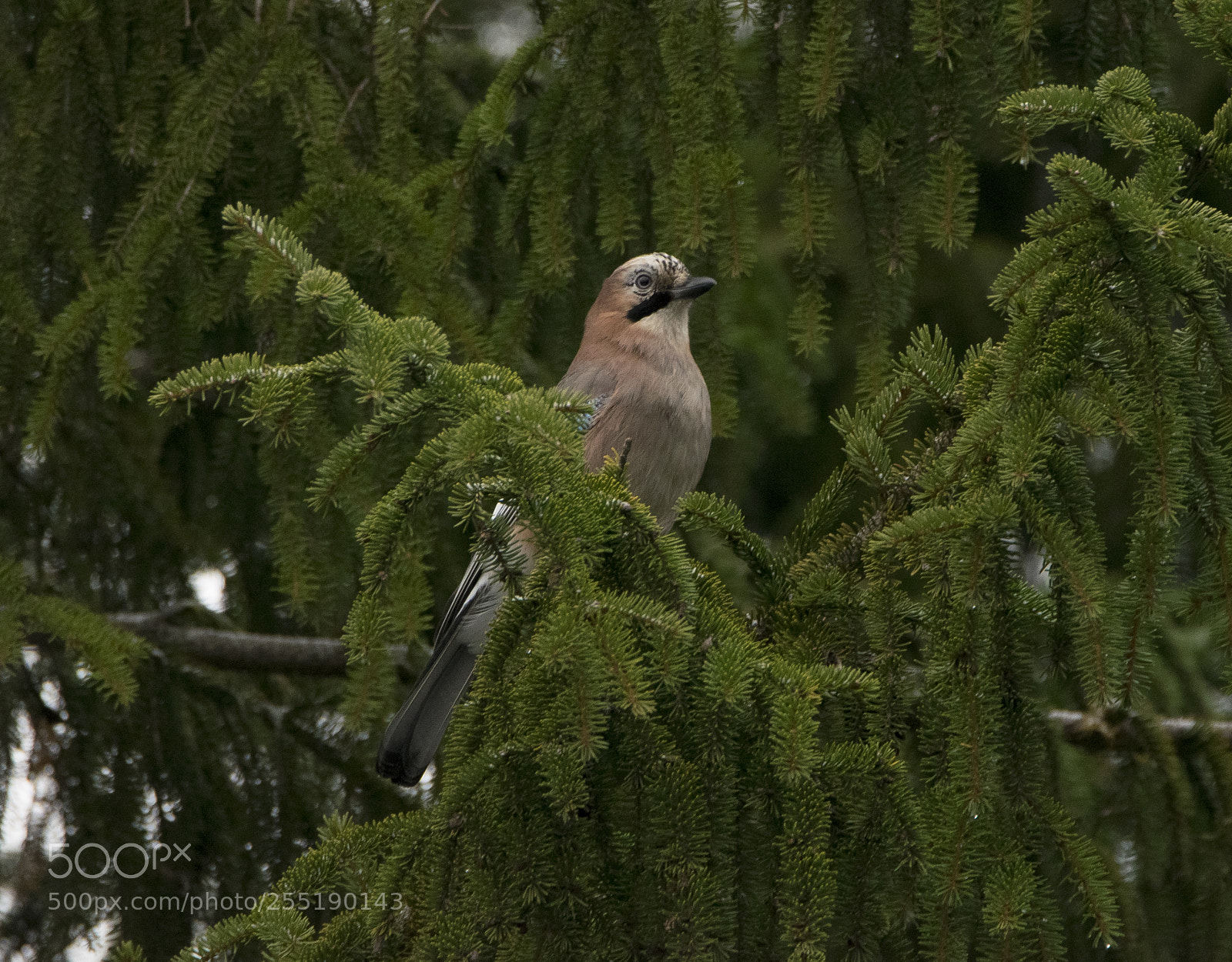Nikon D5300 sample photo. Eurasian jay ntskrika o photography
