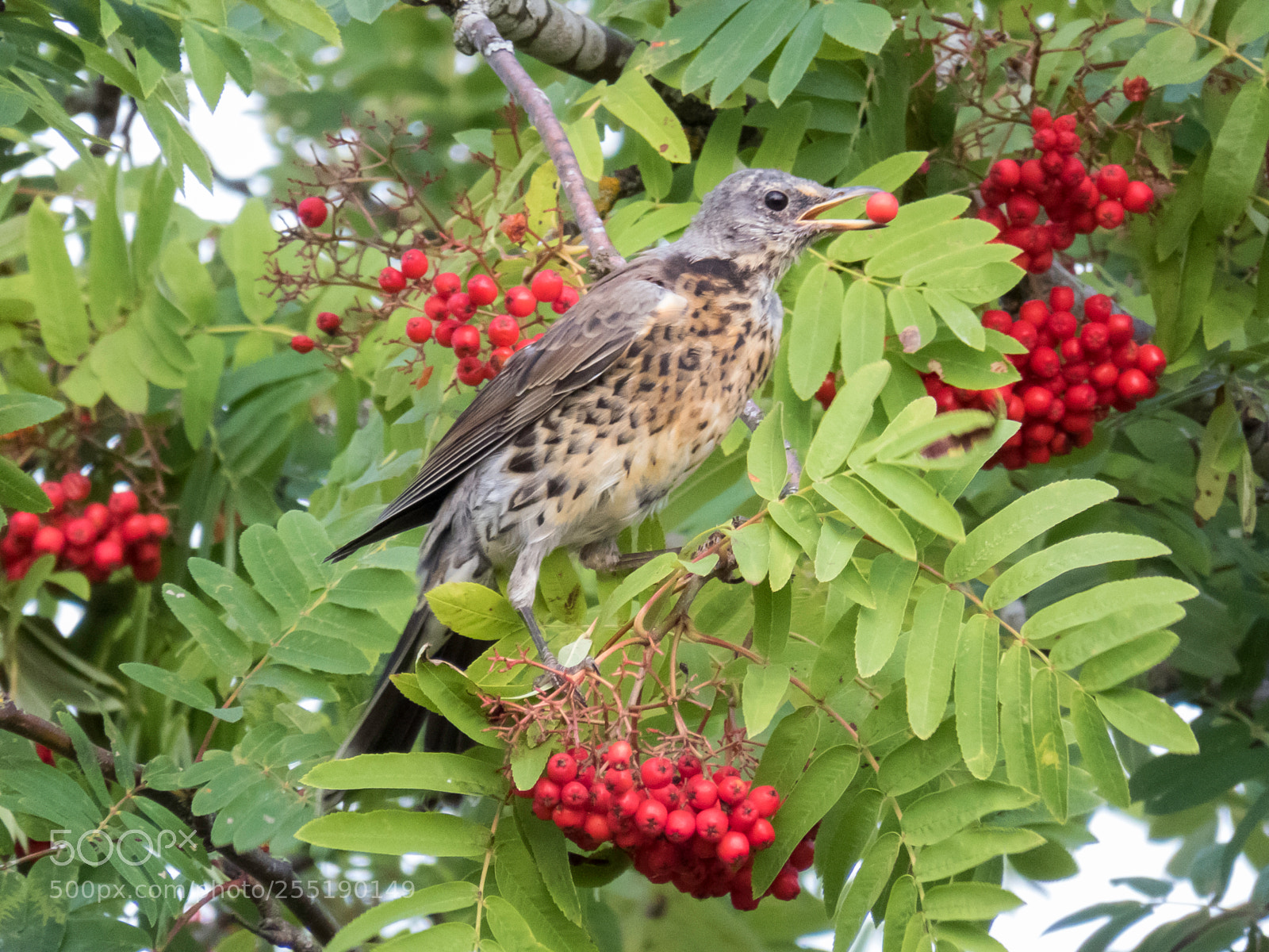Canon PowerShot SX60 HS sample photo. Fieldfare bjrktrast o photography