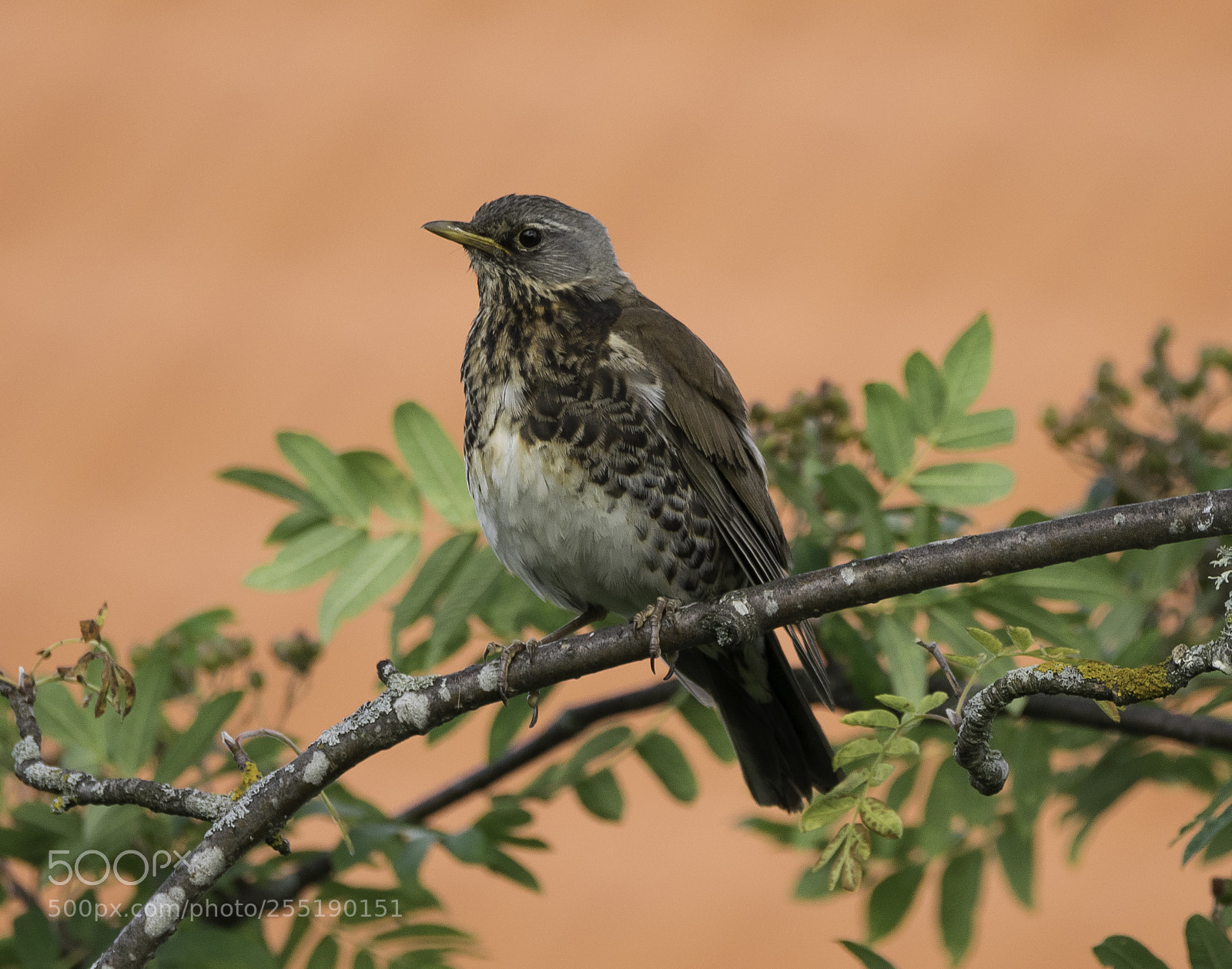 Nikon D5300 sample photo. Fieldfare bjrktrast o photography