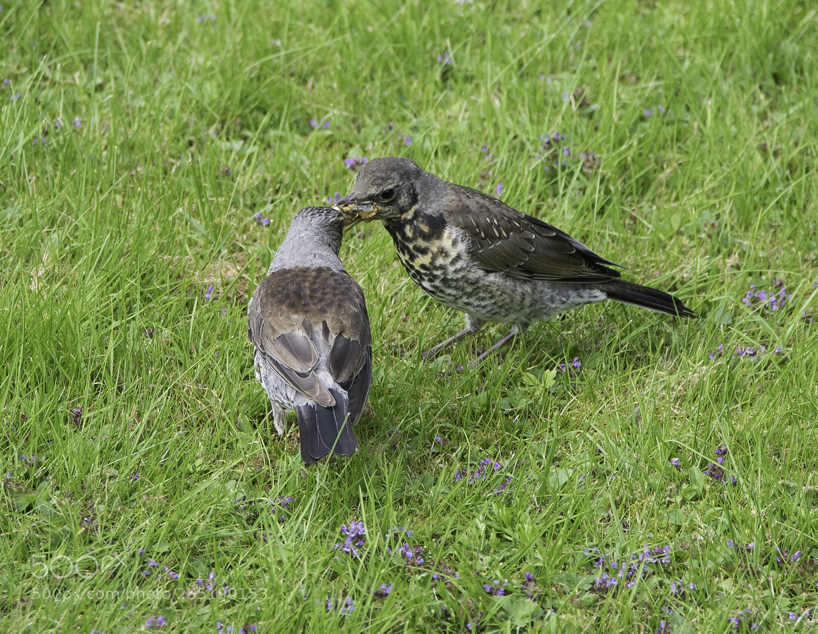 Nikon D5300 sample photo. Fieldfare bjrktrast o photography