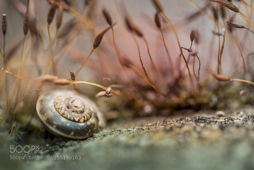 Olympus OM-D E-M10 II sample photo. ... the mini snail !! photography